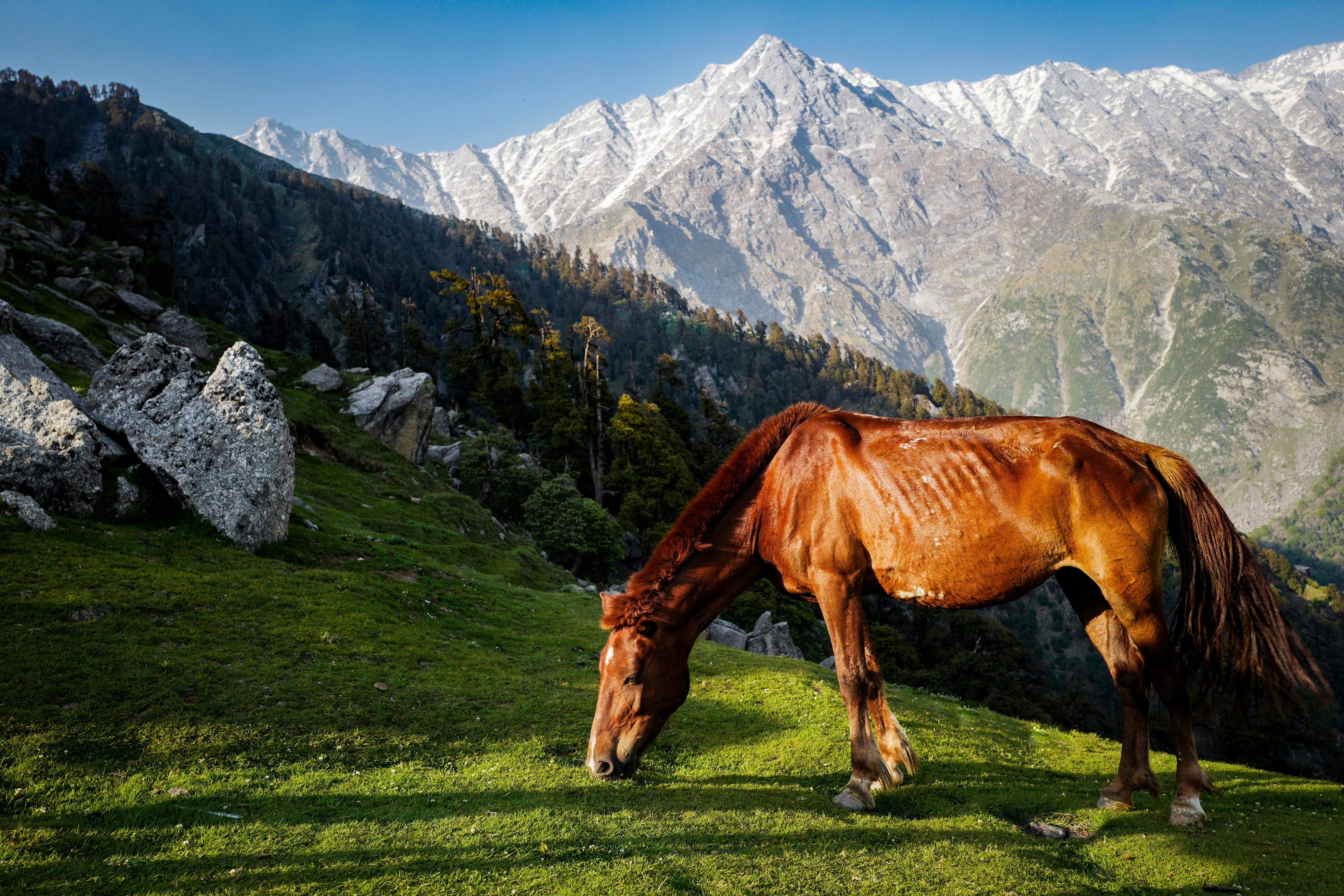 Green Valley View