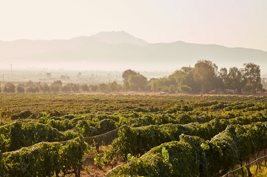 Guadalupe Valley Wine Region (near La Mision)