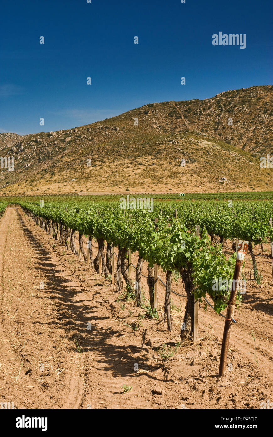 Guadalupe Valley Wine Route (Ruta del Vino)