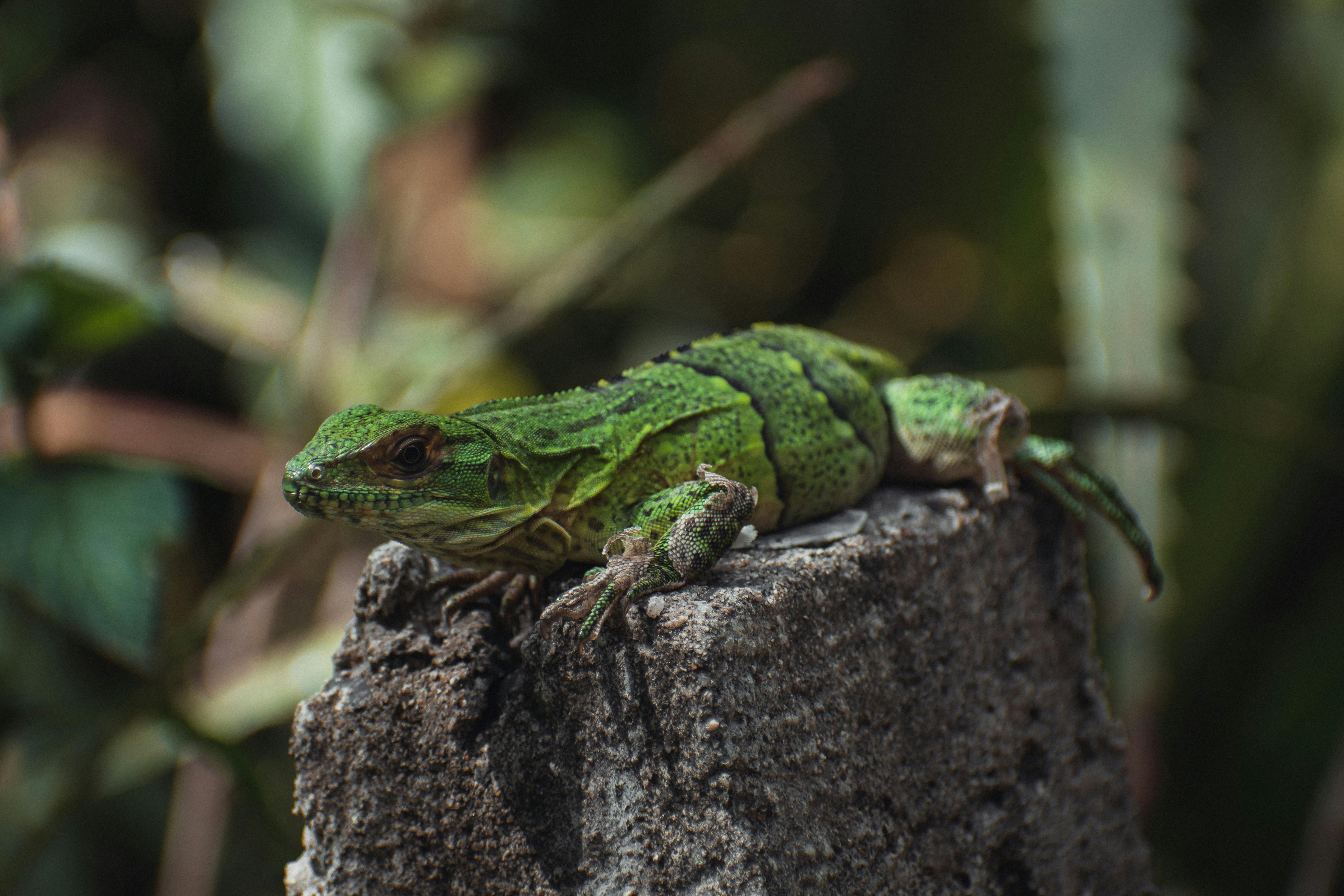 Guanacaste Museum