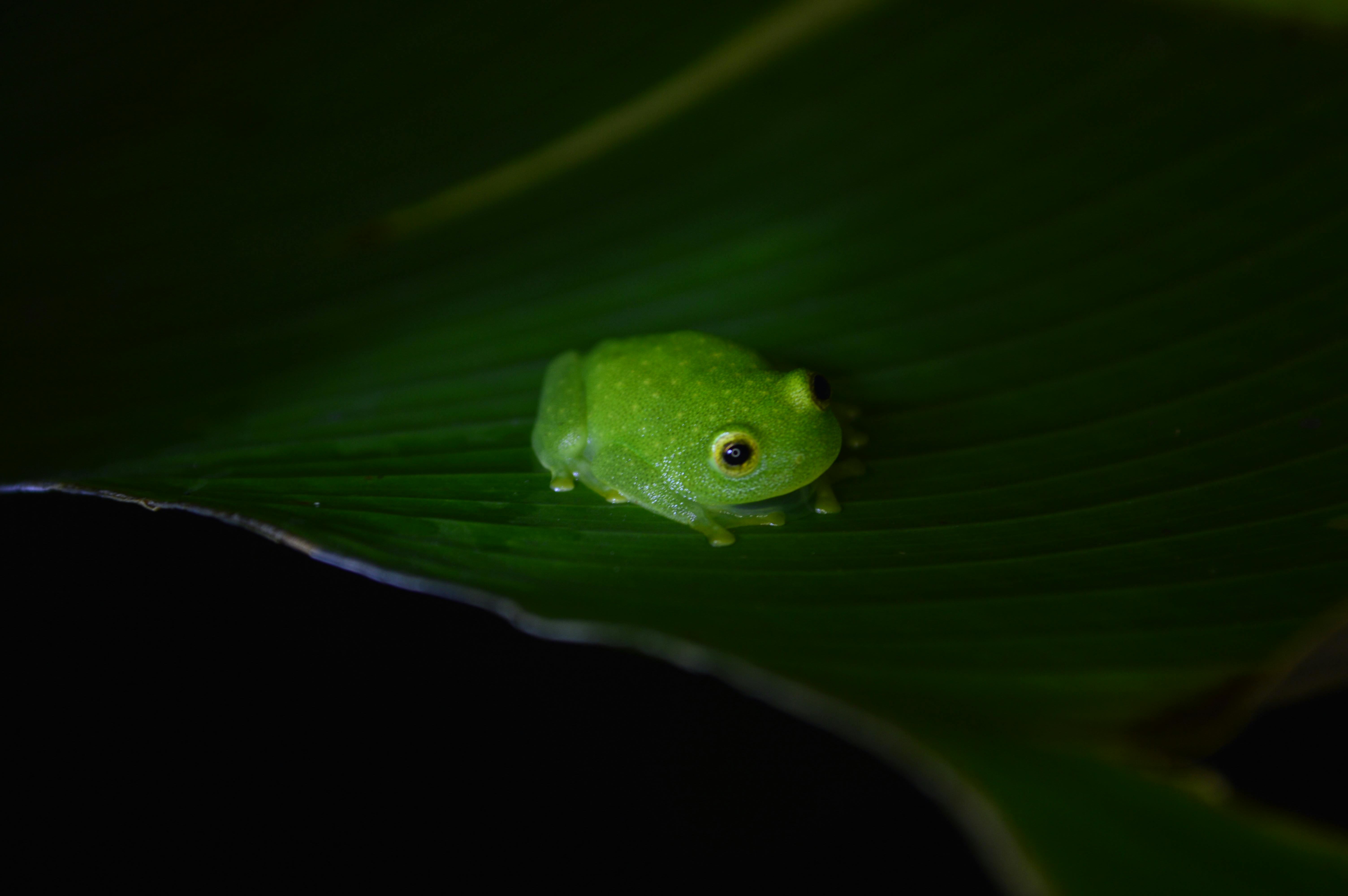 Guided Monteverde Cloud Forest Tour