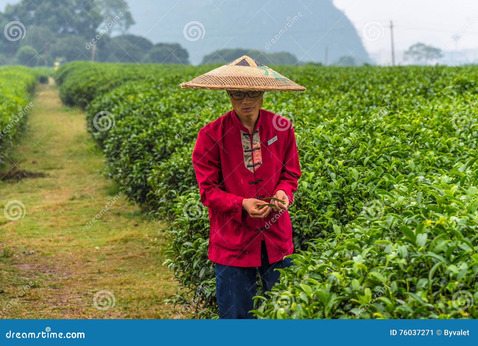 Guilin Seven Star Tea Plantation