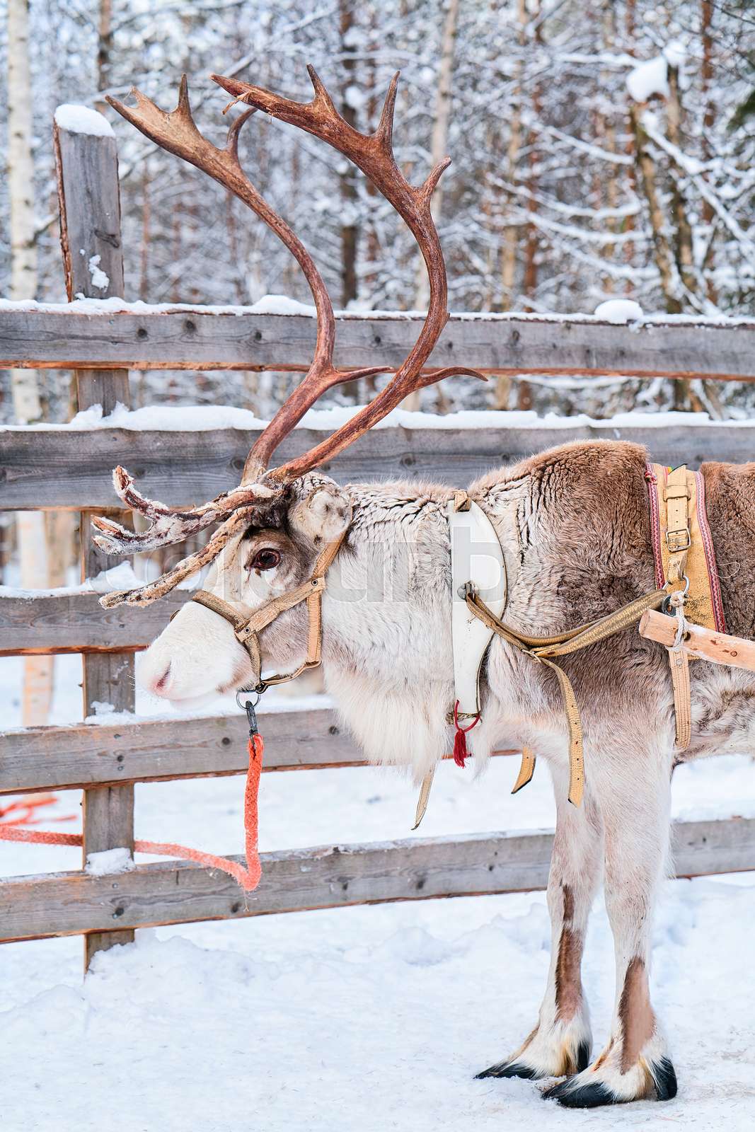 Guonjarvárri Reindeer Farm