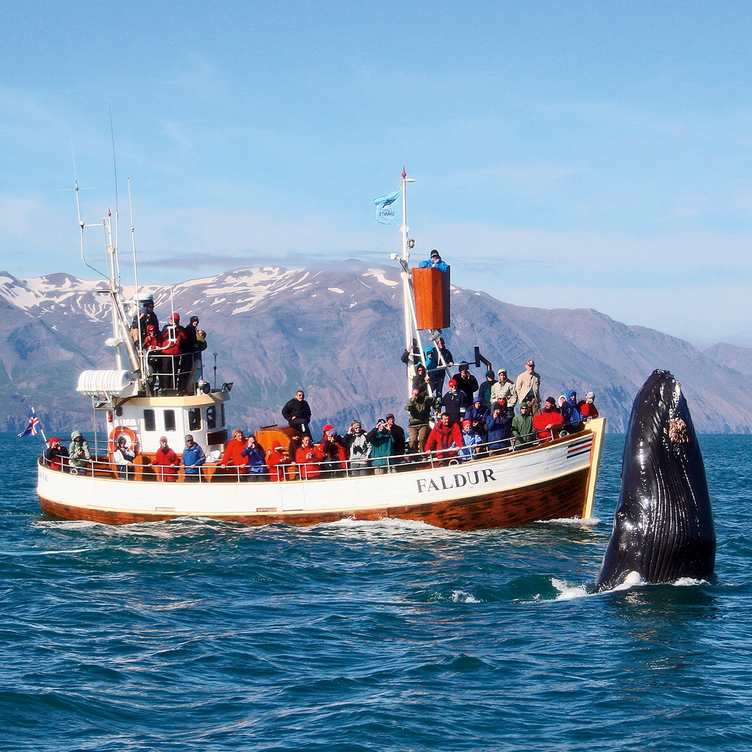 Húsavík Whale Watching