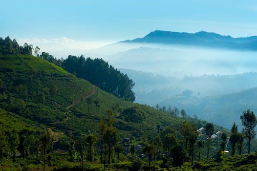 Haa Valley Tea Plantations