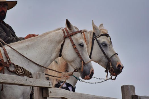 Half Moon Equestrian Centre