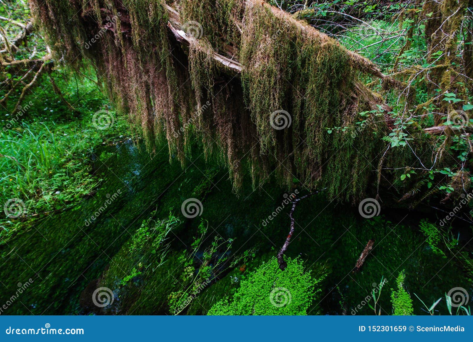 Hall of Mosses