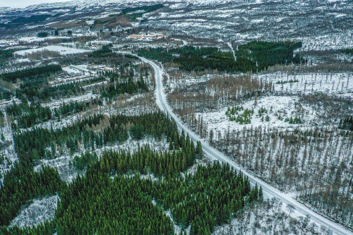 Hallormsstadur Forest