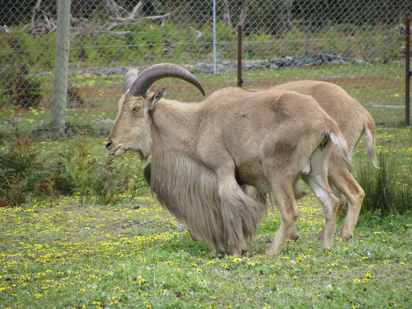 Halls Gap Zoo