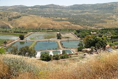 Hamat Gader Crocodile Farm