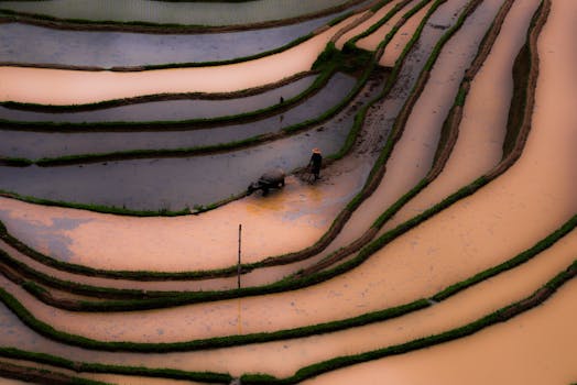 Hani Rice Terraces Honghe Cultural Landscape