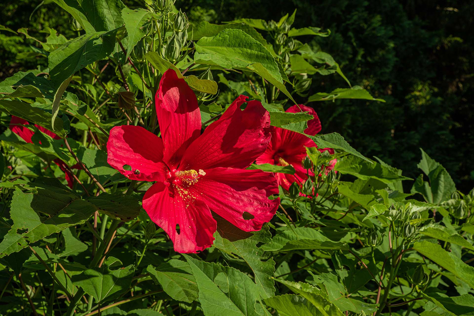 Hatcher Garden