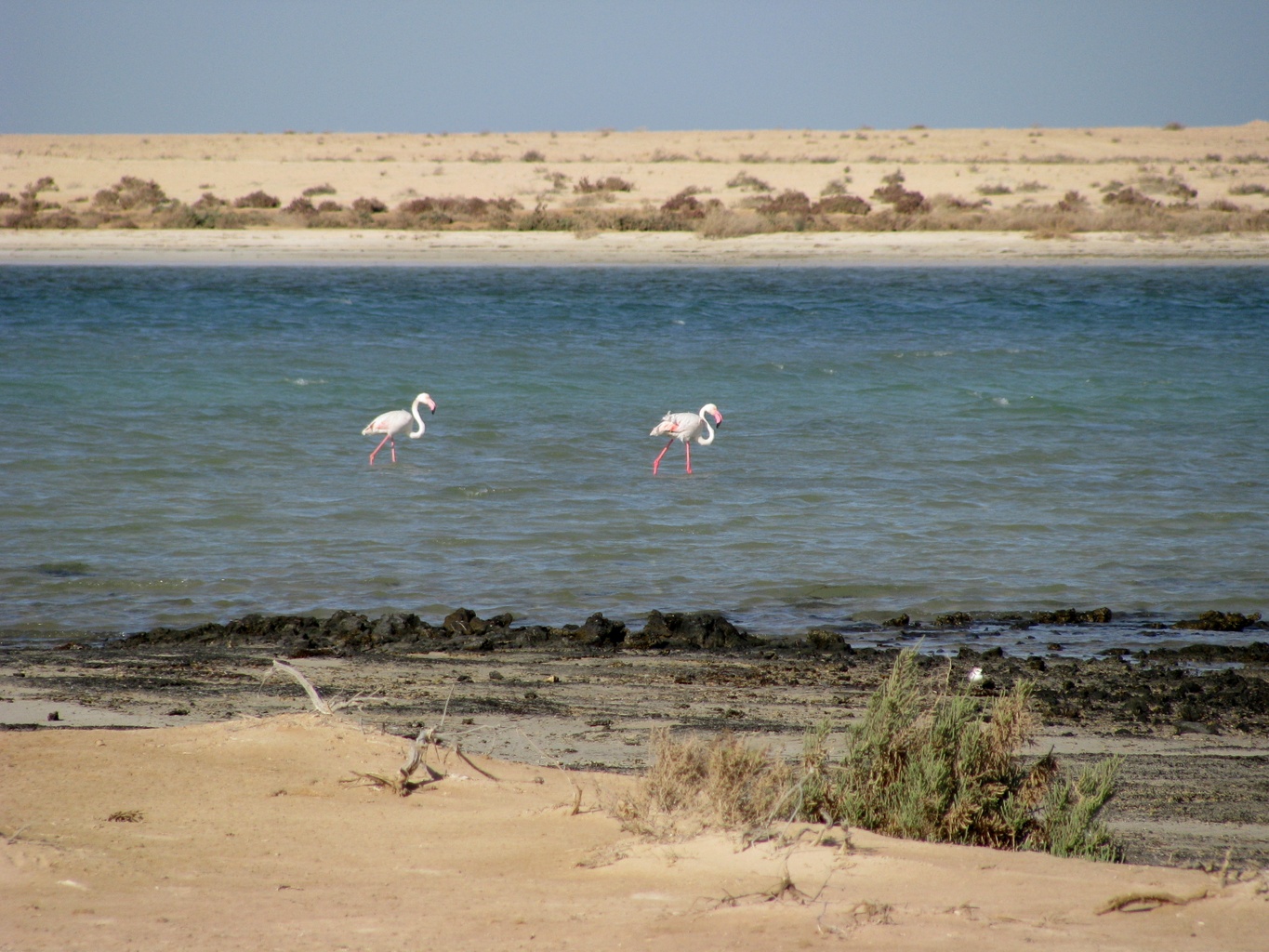 Hawar Islands Wildlife Reserve