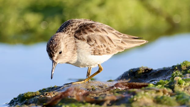 Heckrodt Wetland Reserve