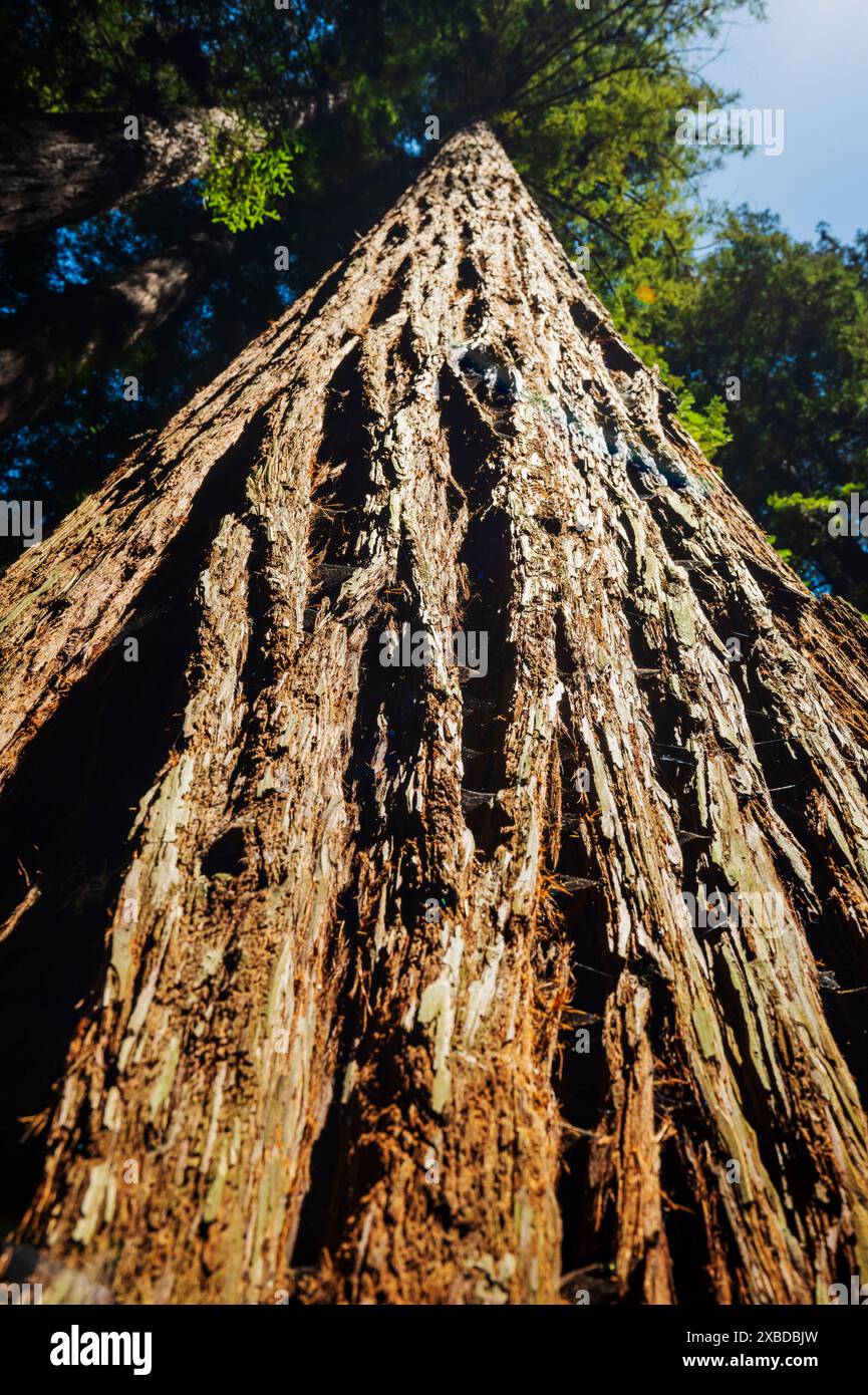 Henry Cowell Redwoods State Park