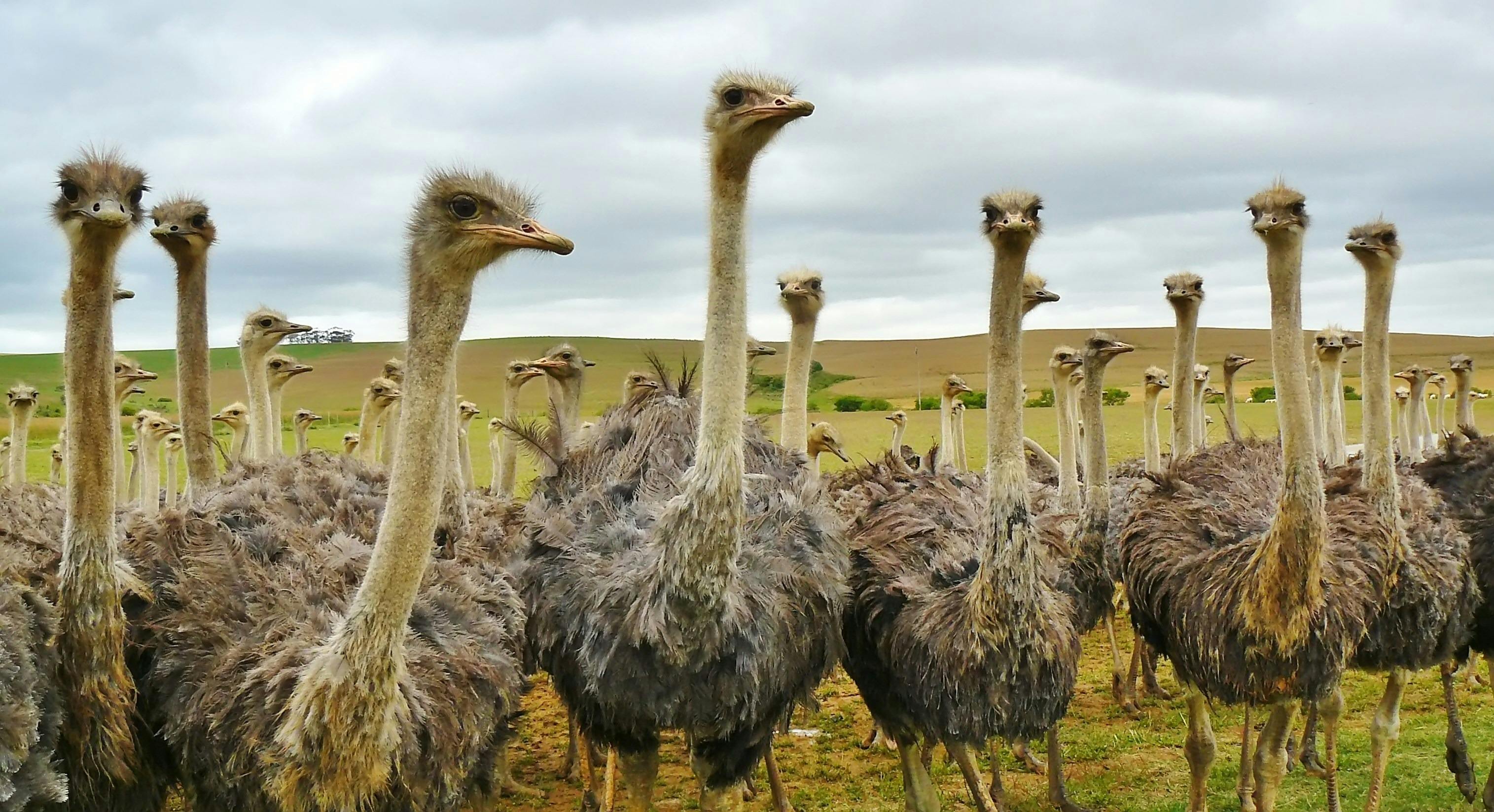 Highgate Ostrich Show Farm