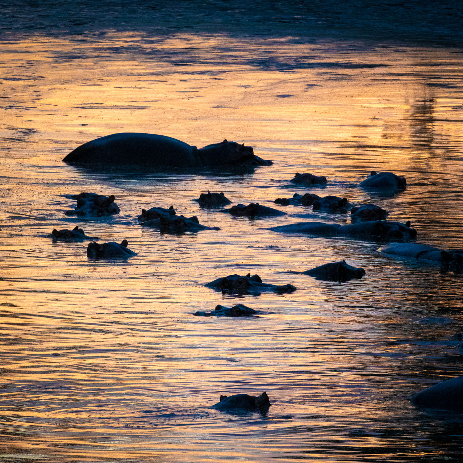 Hippo Pool