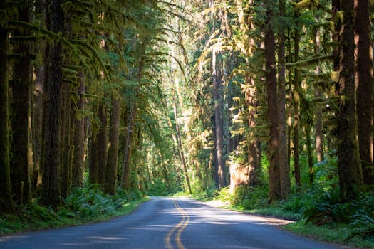 Hoh Rainforest