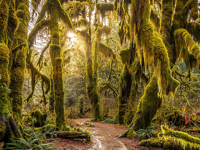 Hoh River