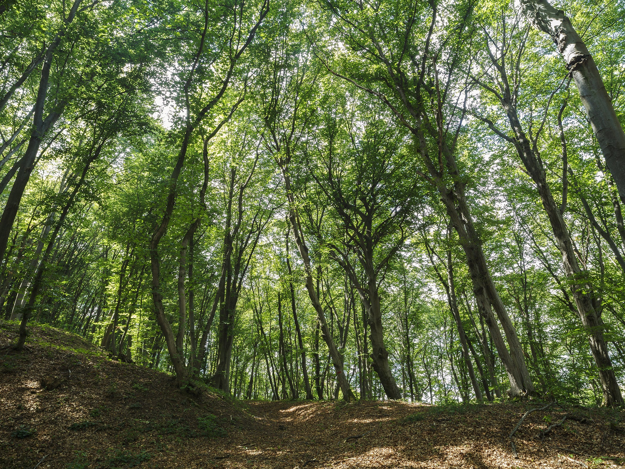 Hoia Baciu Forest