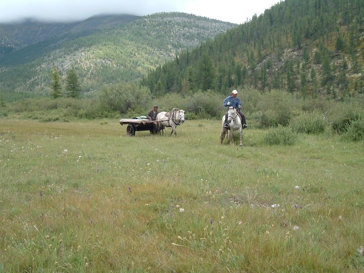 Horse Cart Ride