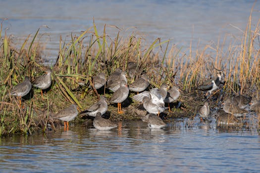 Hothfield Heathlands Nature Reserve