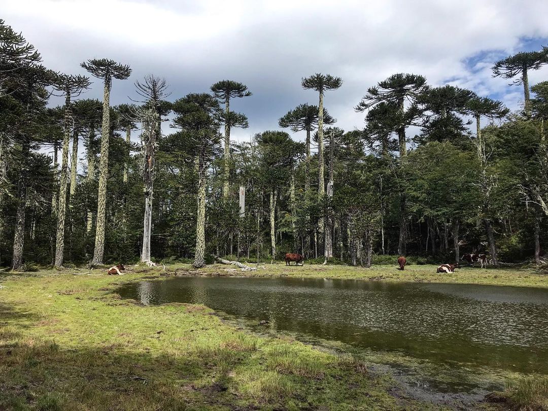 Huerquehue National Park