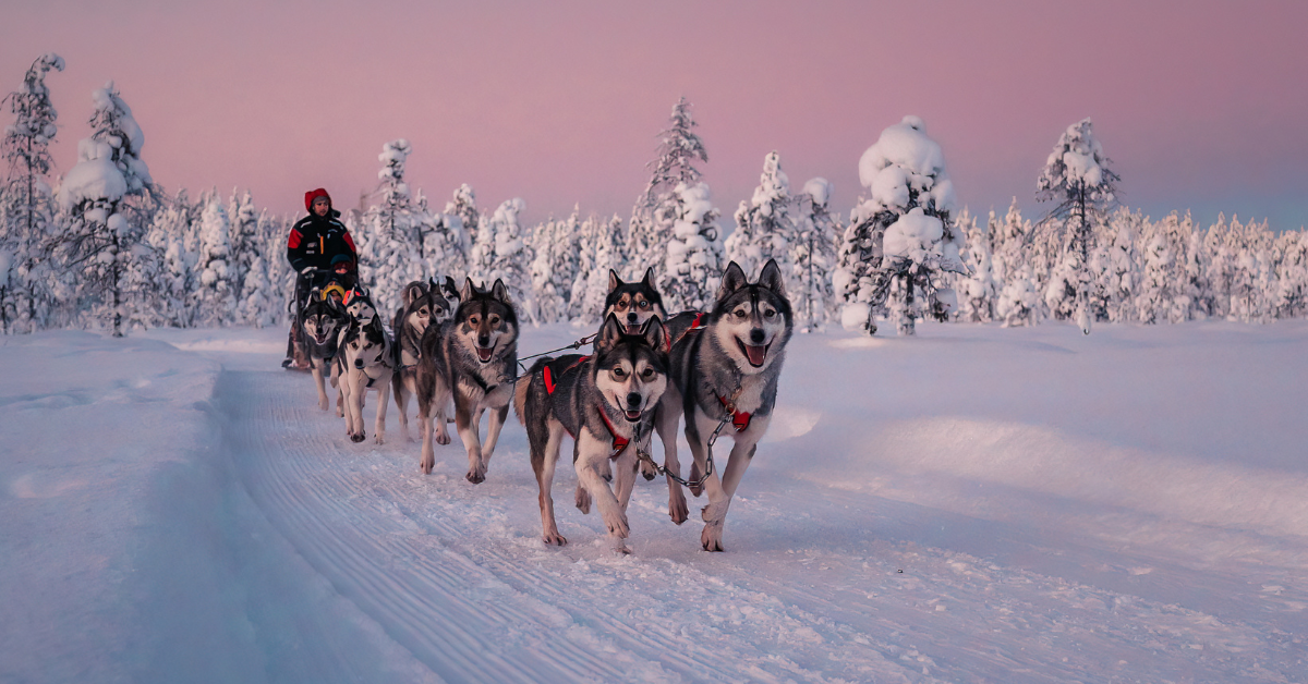 Husky Safari