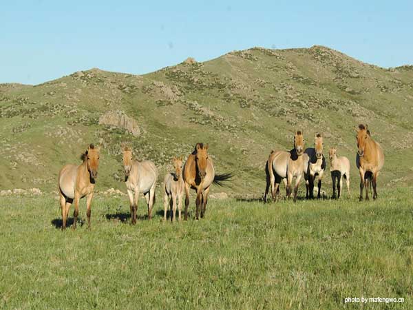 Hustai National Park