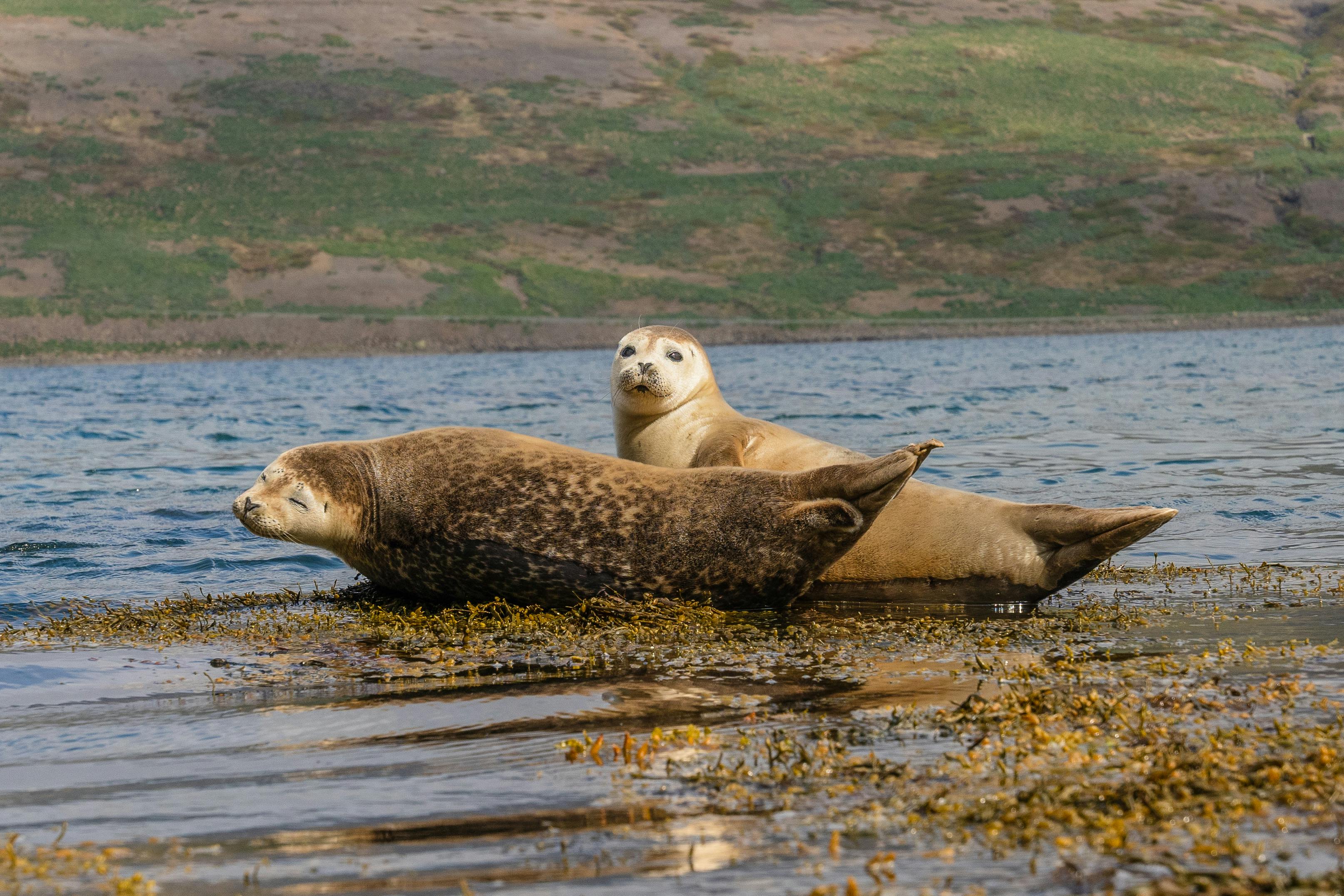 Hvammstangi Seal Center