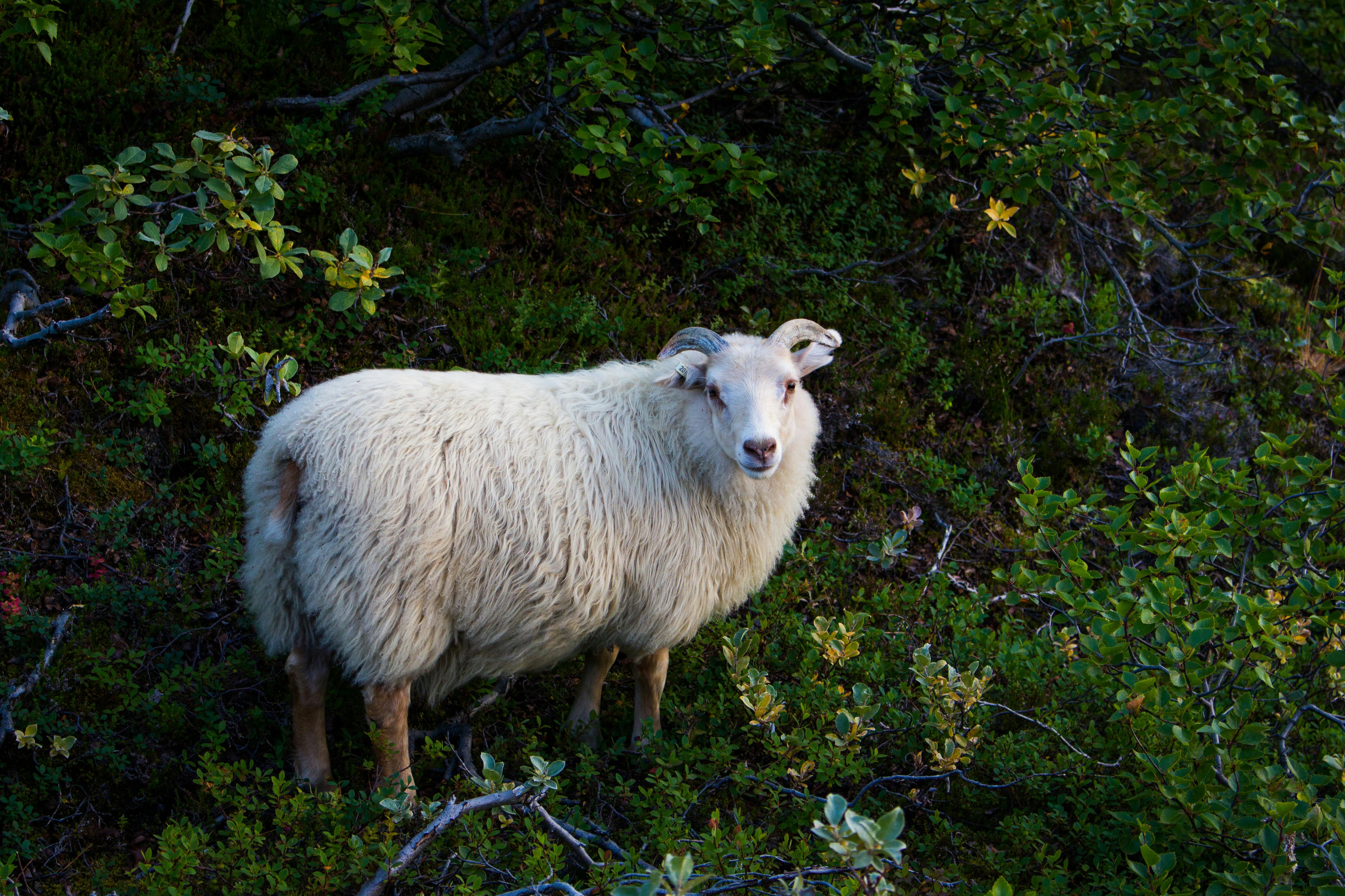 Hvammstangi Wool Center