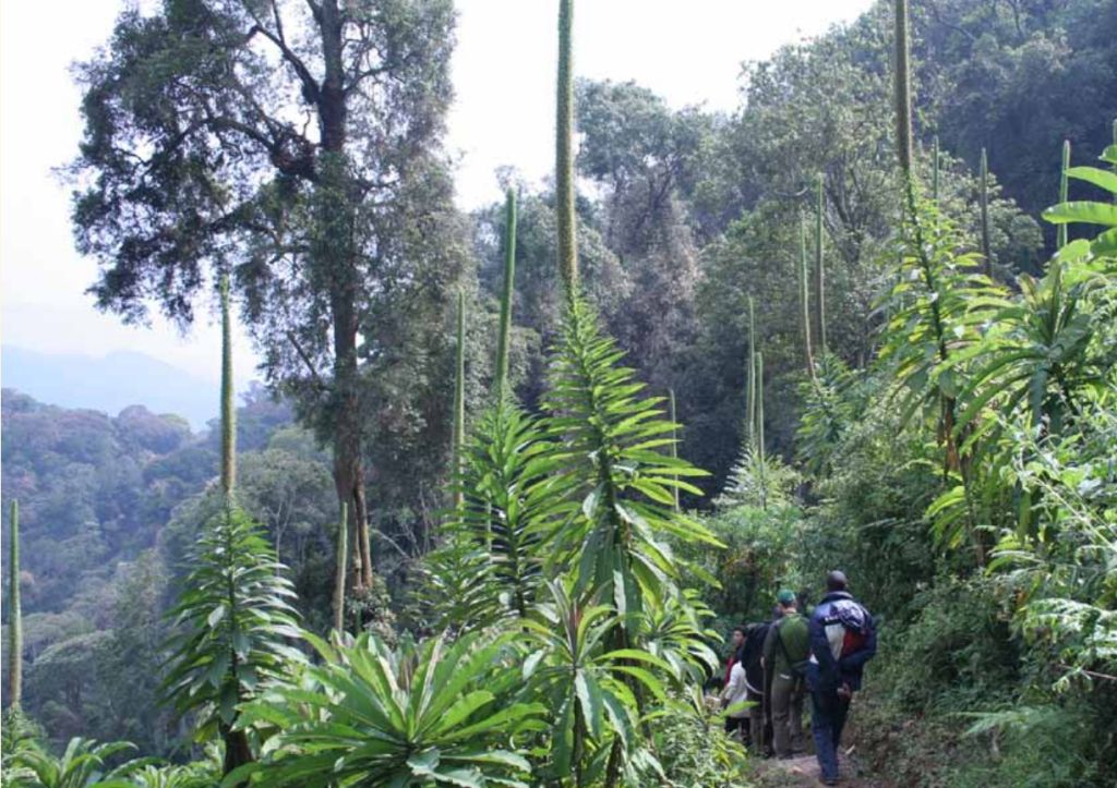 Igishigishigi Trail