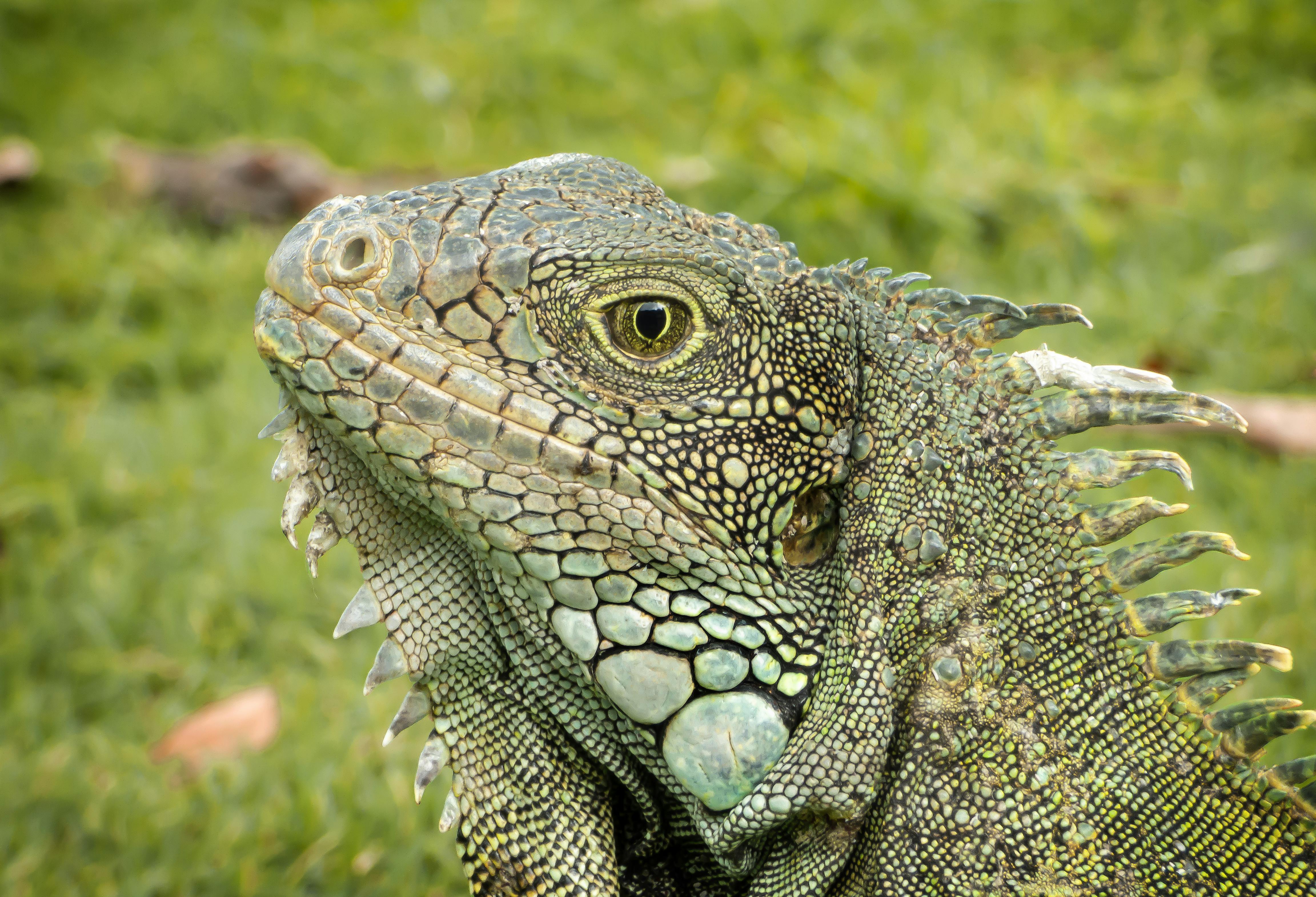 Iguana Park