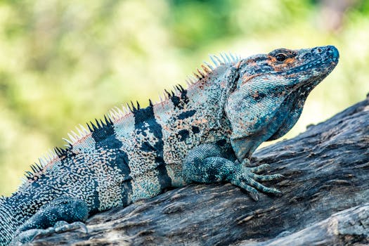 Iguana Surf