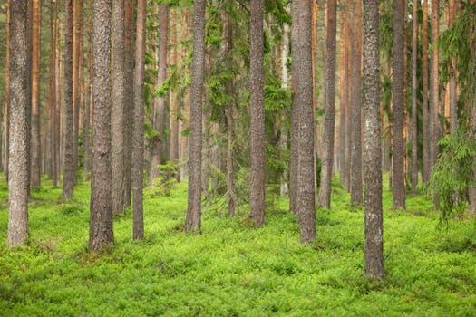 Intsikurmu Forest Festival Grounds