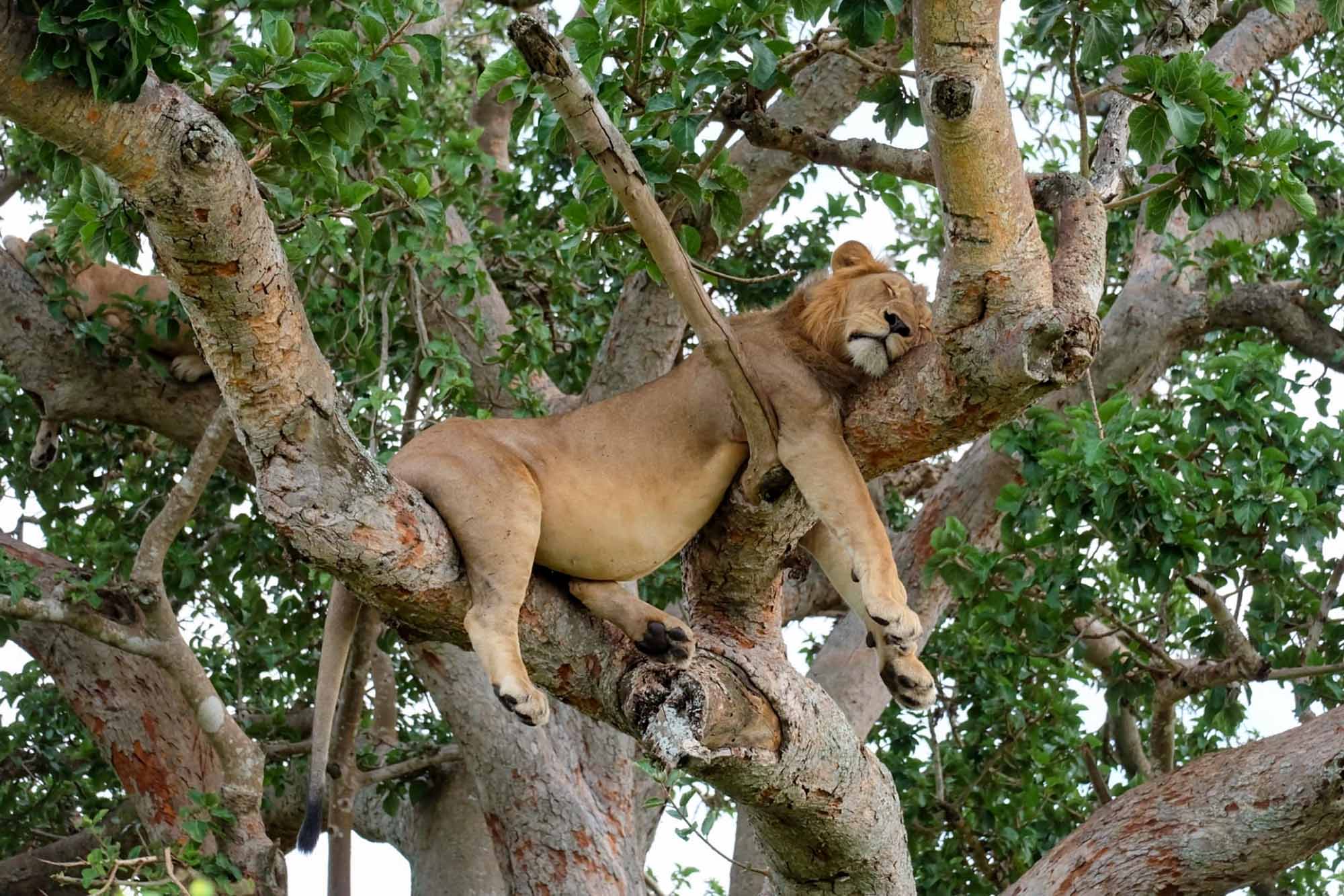 Ishasha Sector - Tree Climbing Lions