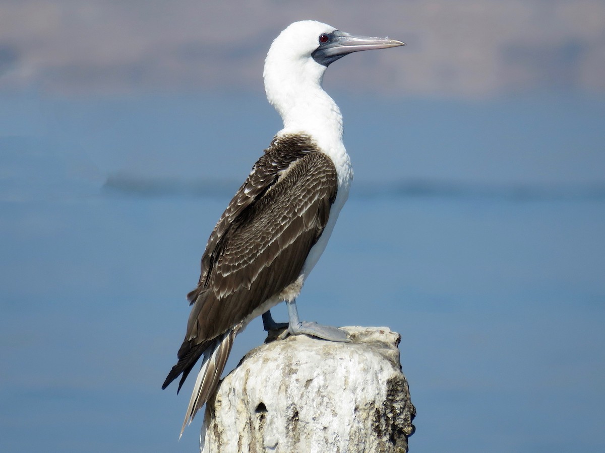 Isla de los Pajaros Ninos