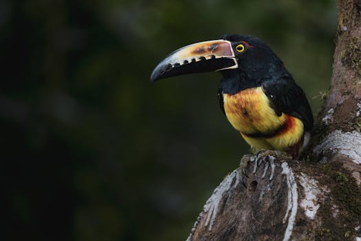 Isla del Caño Biological Reserve