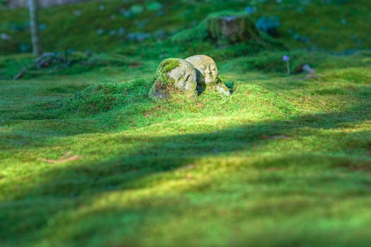 Japanese Garden