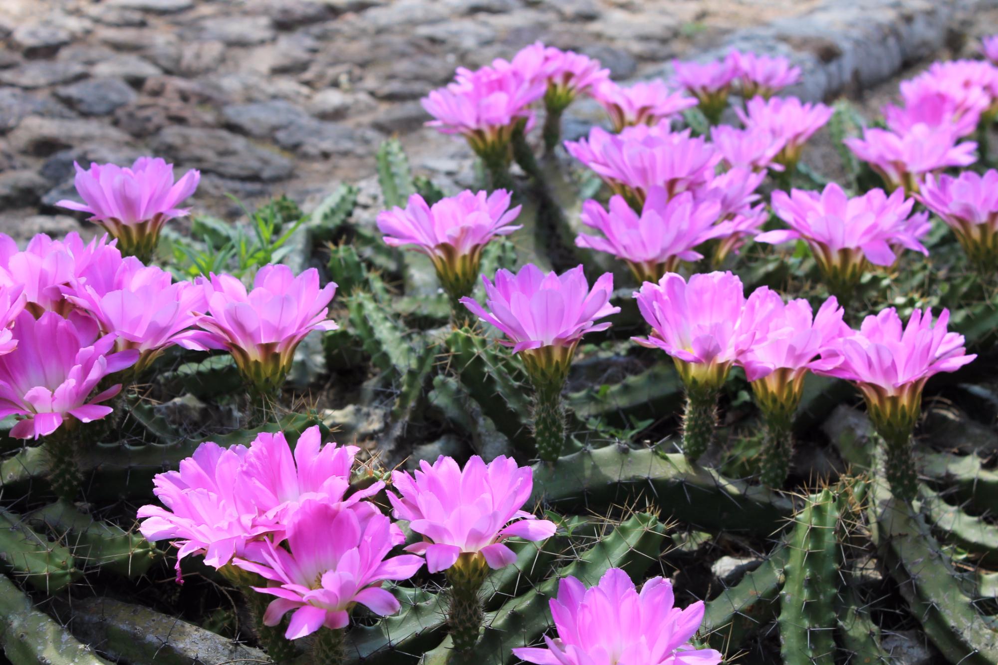 Jardín Principal de Cadereyta