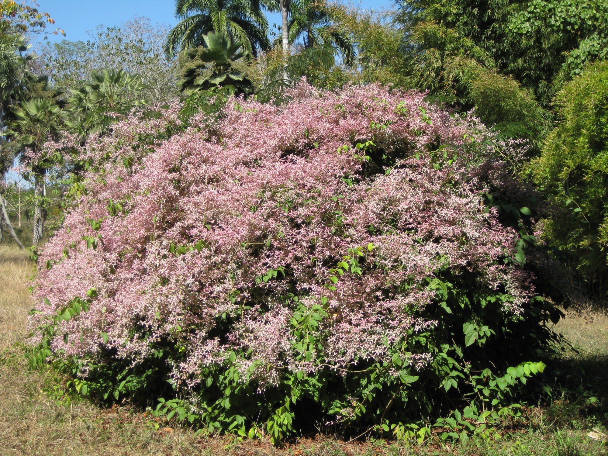 Jardin Botanico Soledad