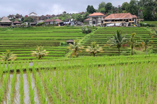 Jatiluwih Rice Terraces