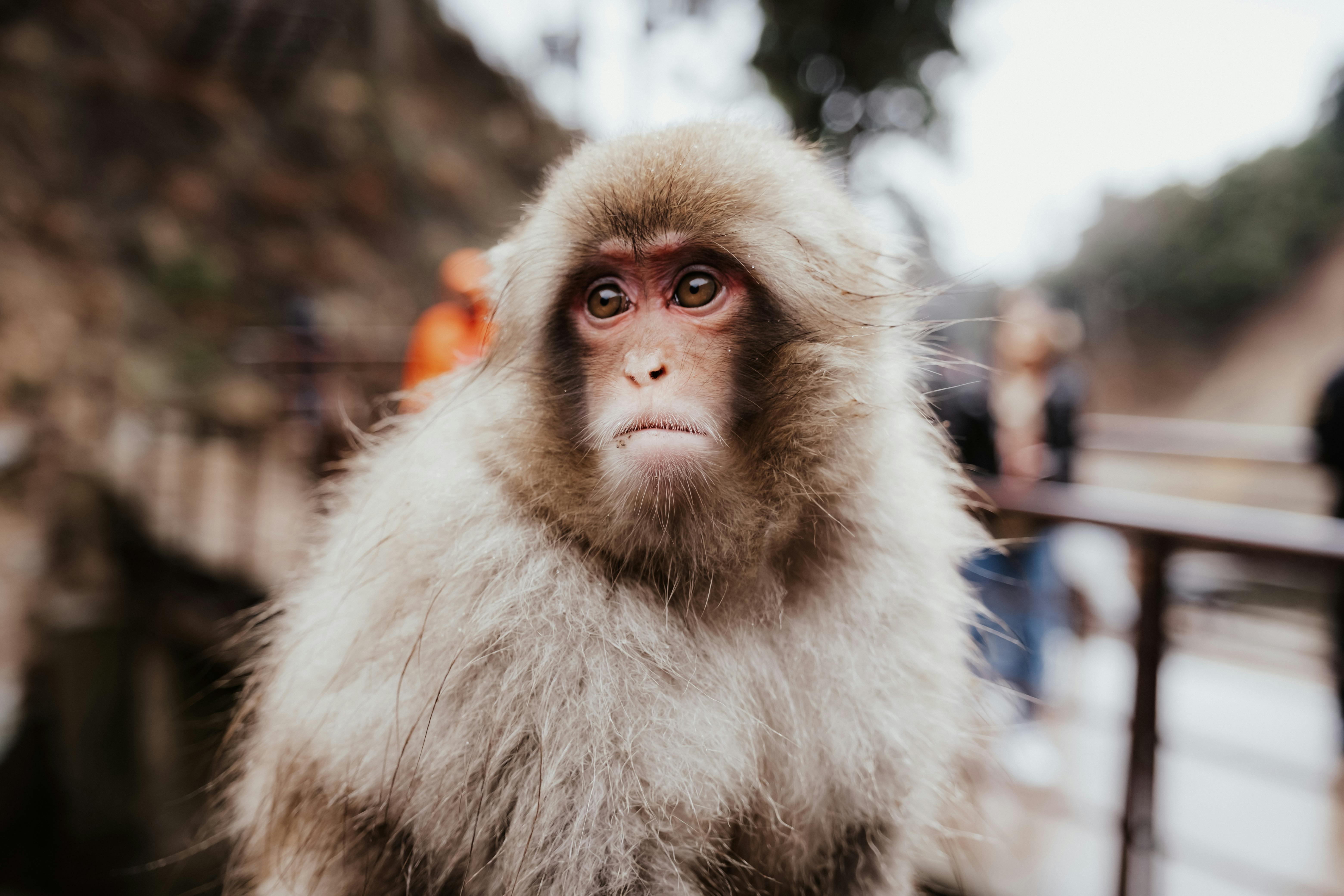 Jigokudani Monkey Park