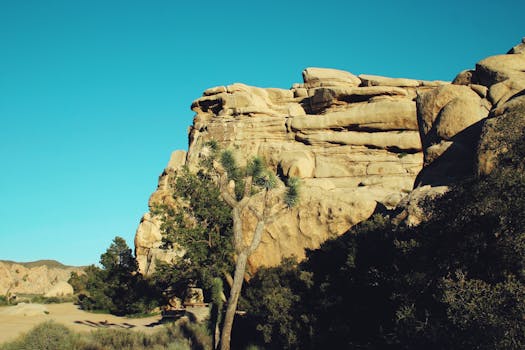 Joshua Tree National Park