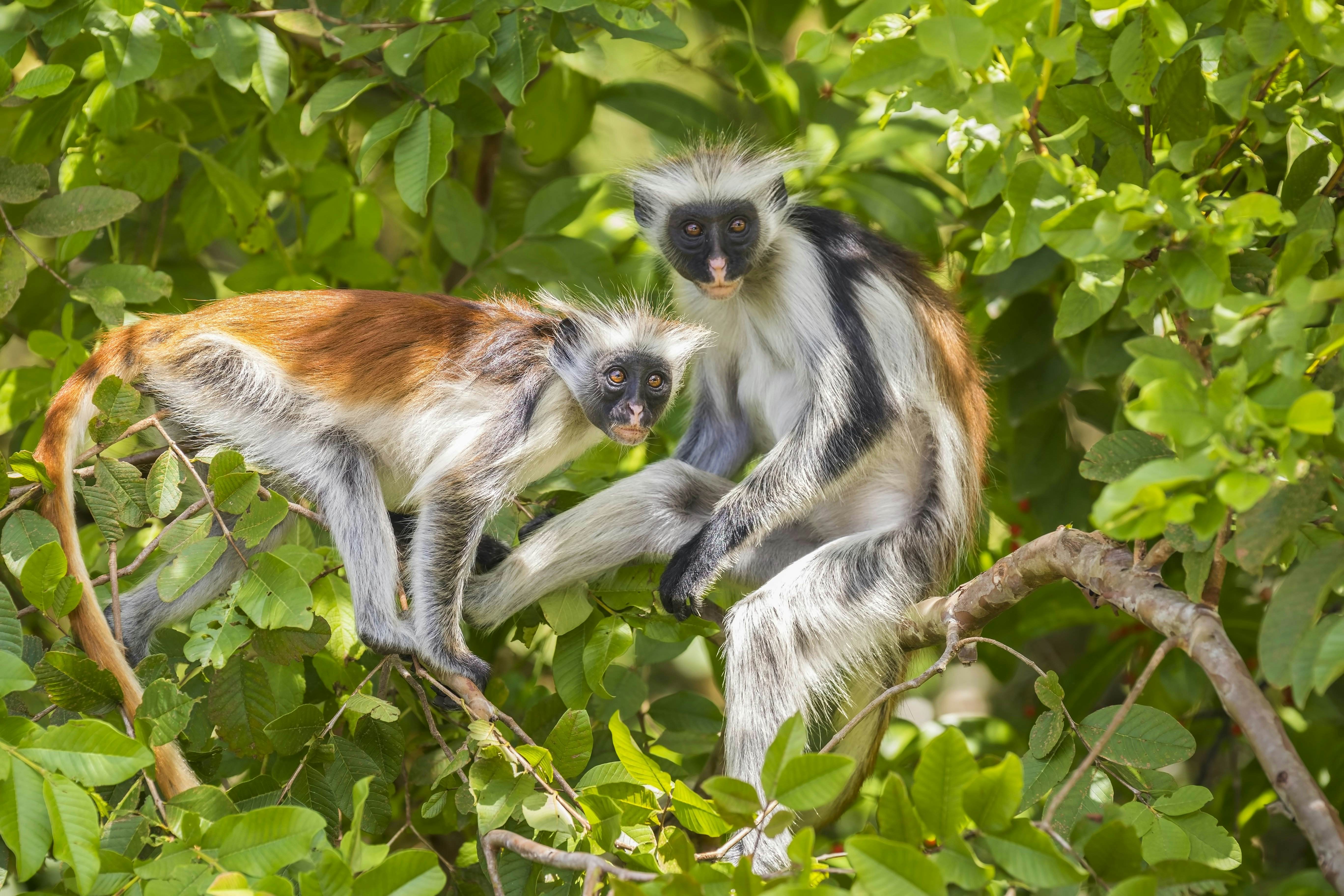 Jozani Chwaka Bay National Park