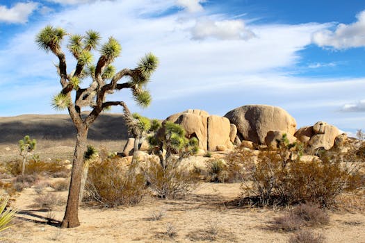 Jumbo Rocks Campground