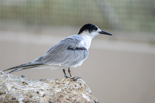 Kalba Corniche Park