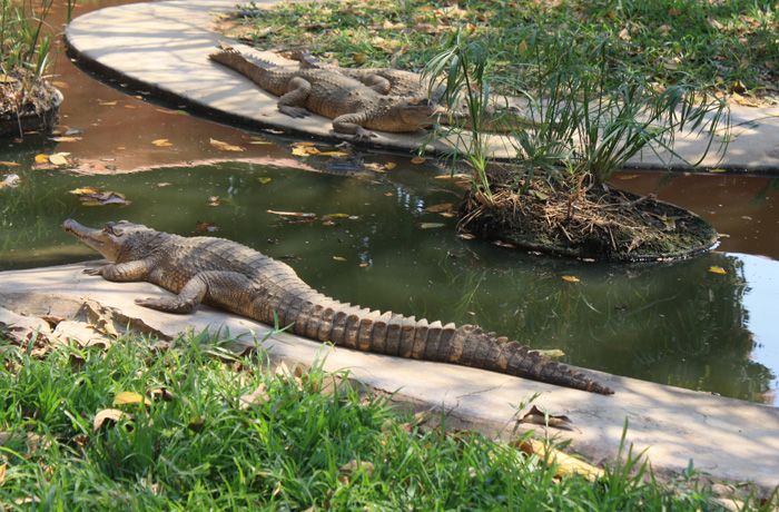 Kalimba Reptile Park