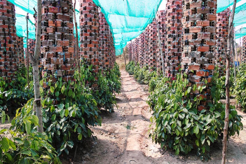 Kampot Pepper Plantations