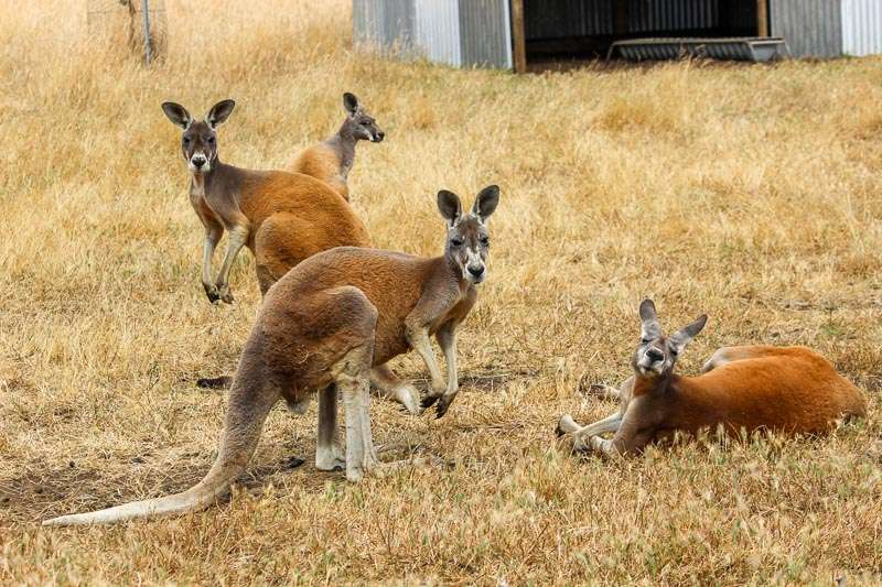 Kangaroo Island Wildlife Park